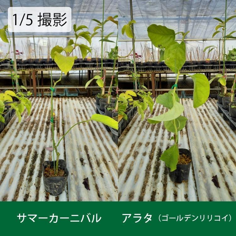 一部地域送料無料 希少な３年生 苗 パッションフルーツ ２鉢セット 選べる品種 サマーカーニバル アラタ ゴールデンリリコイ 善翁桜 緑のカーテン Tb005 インテリアグリーン専門店 Frants 通販 Yahoo ショッピング