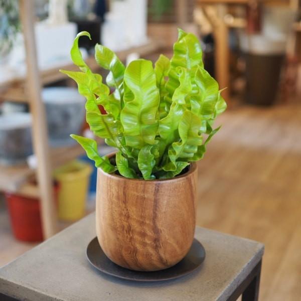 一部地域送料無料 アスプレニウム エメラルドウェーブ 4号 選べるこだわりの植木鉢 観葉植物 おしゃれ 陶器鉢 タニワタリ Tb036 インテリアグリーン専門店 Frants 通販 Yahoo ショッピング