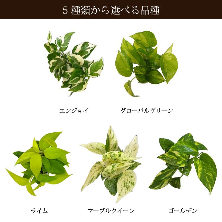 一部地域送料無料) 5種類から選べるプレミアムポトス 4号 / 観葉植物
