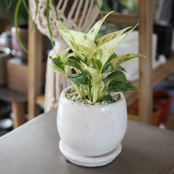 一部地域送料無料 2種類から選べるプレミアムポトス 4号 観葉植物 卓上 エンジョイ グローバルグリーン Tb041 インテリアグリーン専門店 Frants 通販 Yahoo ショッピング