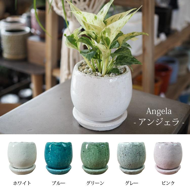 ポトス 5品種セット 一部地域送料無料) 5種類から選べるプレミアムポトス 4号 / 観葉植物