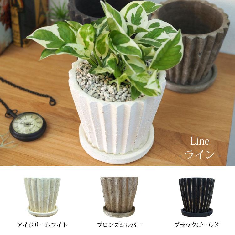 一部地域送料無料) 5種類から選べるプレミアムポトス 4号 / 観葉植物