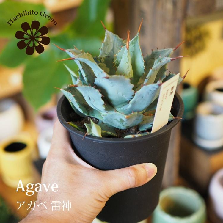 家庭用品 雷神、ボッテリ