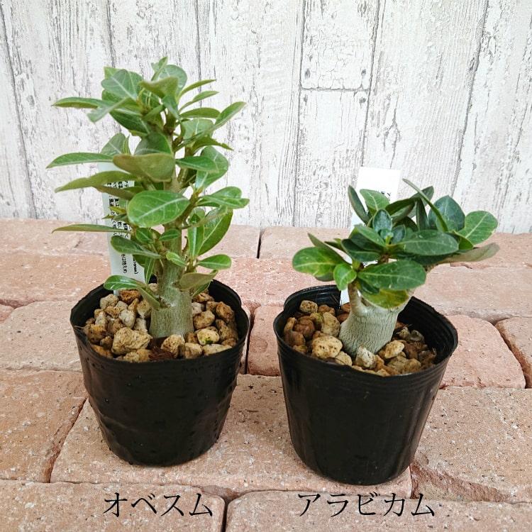 数量限定】一部地域送料無料 選べる品種 アデニウム 3号 / 観葉植物