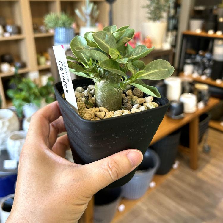 数量限定】一部地域送料無料 選べる品種 アデニウム 3号 / 観葉 数量限定】一部地域送料無料 選べる品種 アデニウム 3号 / 観葉