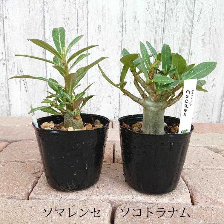 数量限定】一部地域送料無料 選べる品種 アデニウム 3号 / 観葉 数量限定】一部地域送料無料 選べる品種 アデニウム 3号 / 観葉