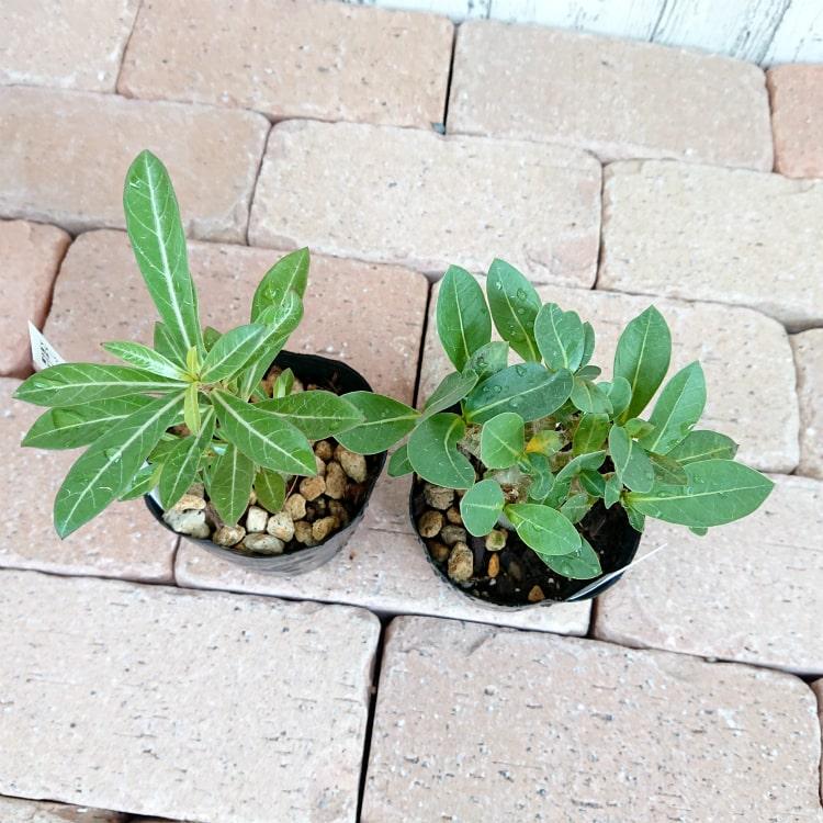 数量限定】一部地域送料無料 選べる品種 アデニウム 3号 / 観葉植物