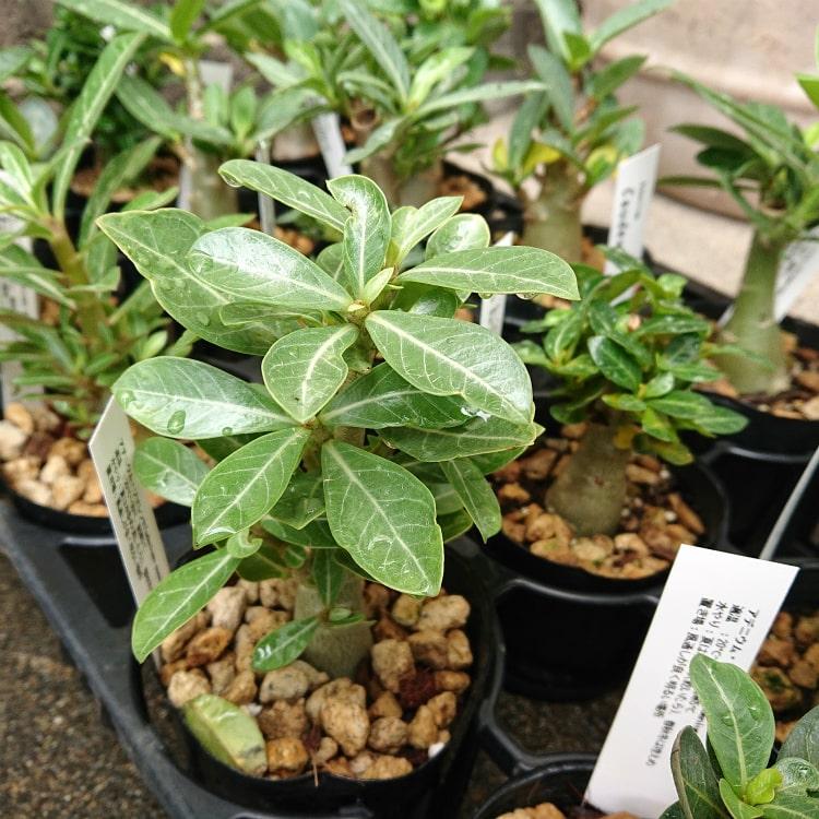 数量限定】一部地域送料無料 選べる品種 アデニウム 3号 / 観葉 数量限定】一部地域送料無料 選べる品種 アデニウム 3号 / 観葉