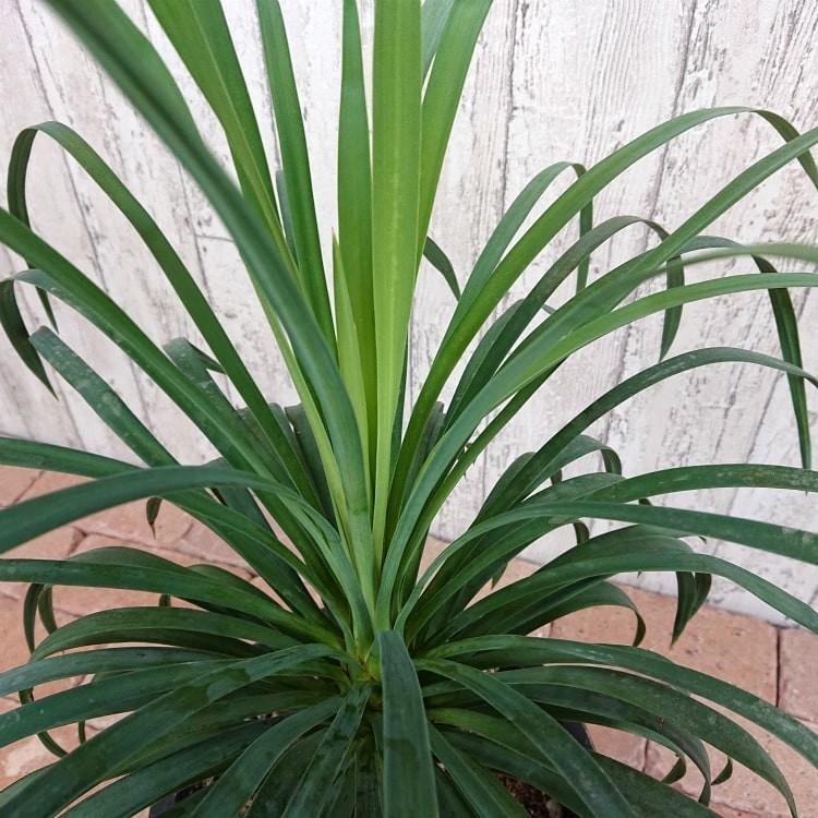 現品発送 一部地域送料無料 ユッカ デスメティアーナ 8号 高さ約70cm 観葉植物 黒 陶器鉢セット Tb052 インテリアグリーン専門店 Frants 通販 Yahoo ショッピング