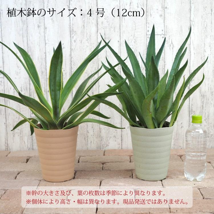 数量限定】一部地域送料無料 アガベ リュウゼツラン 5号 / アオ