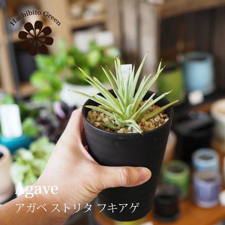 数量限定 一部地域送料無料 アガベ ストリクタ 吹上 3 5号 おしゃれな植木鉢 観葉植物 フキアゲ 60 以上節約