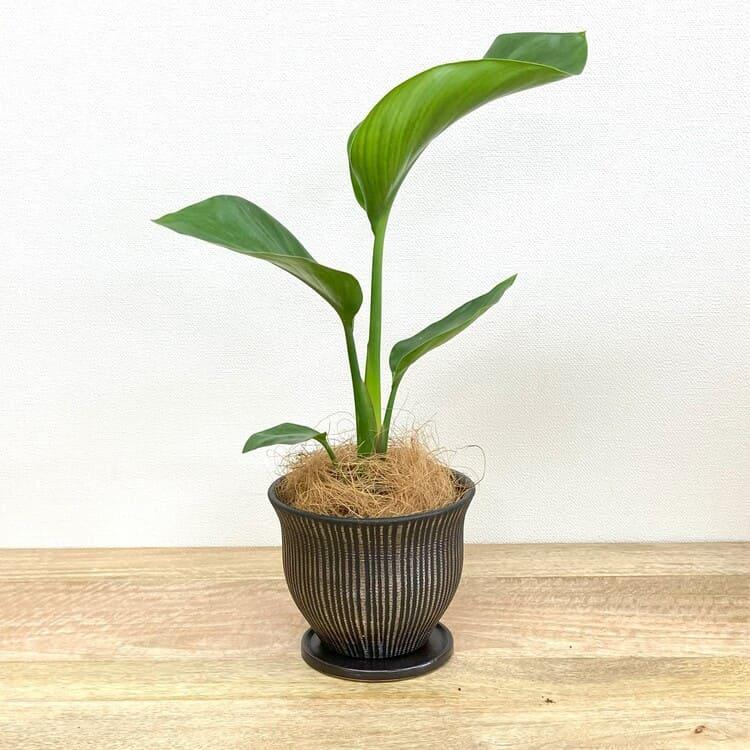 一部地域送料無料) ストレリチア オーガスタ 5号（16cm）優雅な姿の