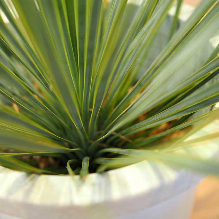 数量限定】一部地域送料無料 ユッカ ロストラータ 8号 / おしゃれな