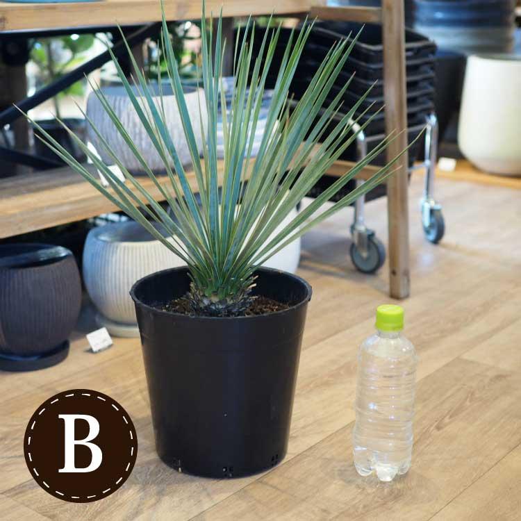 数量限定】一部地域送料無料 ユッカ ロストラータ 幹上がり 7号