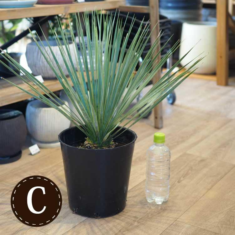 数量限定】一部地域送料無料 ユッカ ロストラータ 幹上がり 7号