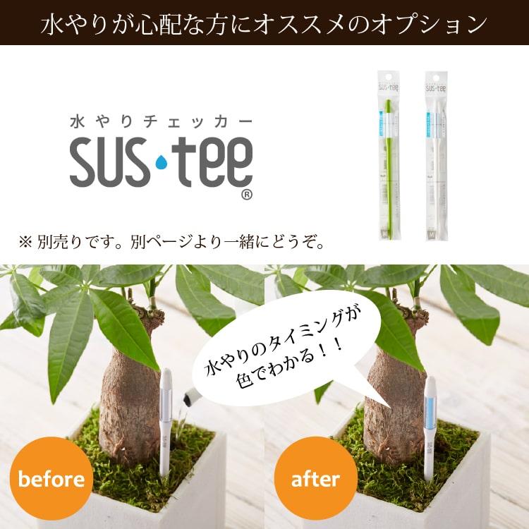 一部地域送料無料) 選べる品種 オリーブ 5号 高さ約50-60cm シンボル