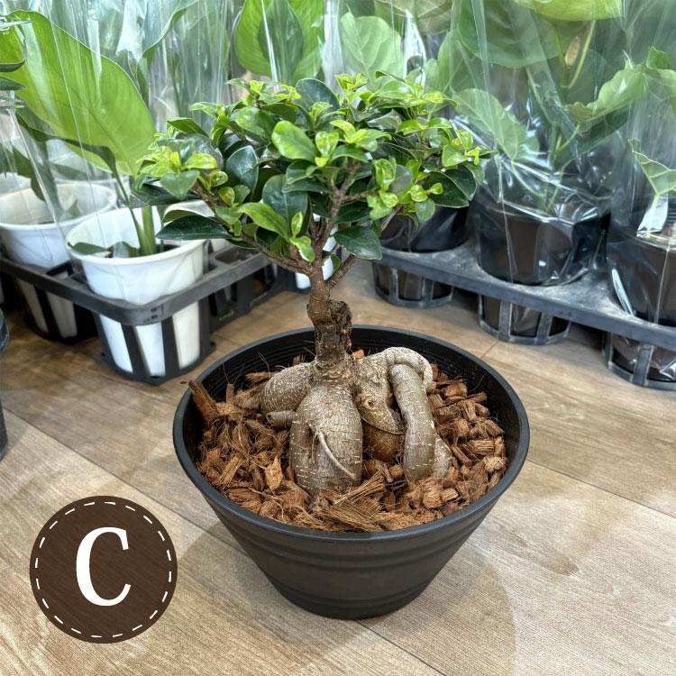 幹極太　多幸の木　ガジュマル　天然苔仕立て　陶器鉢　植え込み発送 幹極太 多幸の木 ガジュマル 天然苔仕立て 陶器鉢 植え込み発送 観葉