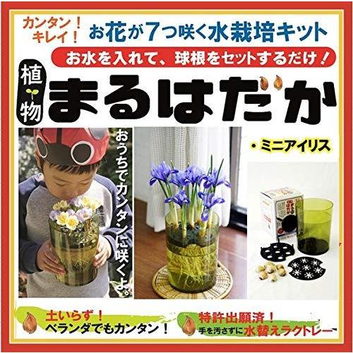 植物まるはだか ミニアイリス球根水栽培セット 水栽培キット 土いらず お水を入れて 球根セットするだけ じ Wss 2sa9rwkejh Freak Yahoo ショップ 通販 Yahoo ショッピング