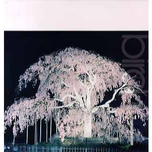 レコード】BIRD - 桜 (JPN) 12