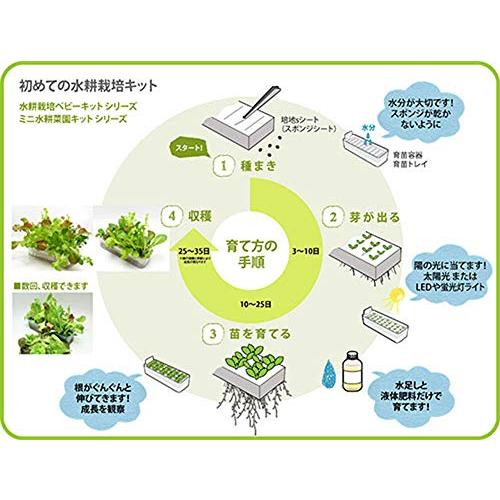 リビングファーム ミニ水耕菜園キットBM ベビーレタス・ミックス クリア 22×15×6cm 土を使わず、お水と液体肥料で育てる水耕栽培キット｜free-store78｜05