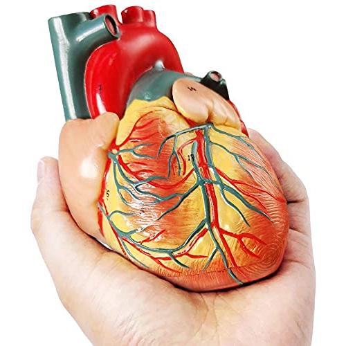 2021の最新のデザインの生活サイズの人間の心臓モデル、2つの部分1 : 1ダイアフラムと心膜ベースの解剖学的心臓モデル｜free-store78｜04