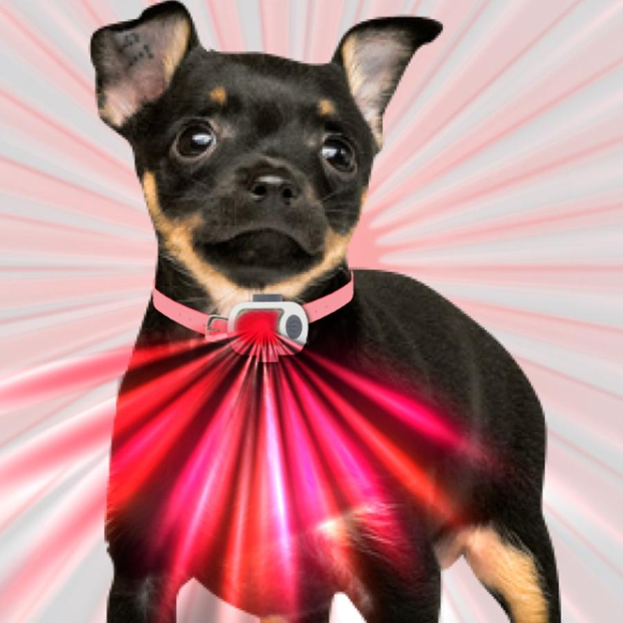 ハイパーブリンカーズ EX レッド ペット ペット用 犬 犬用 小型犬 おさんぽライト お散歩 ライト 夜 明るい USB LED 充電 プラッツ PLATZ|freebirdcorp|03