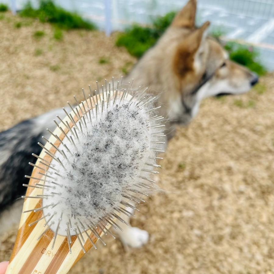 BASS BRUSHES ペット用ブラシ ピンブラシ 獣毛ブラシ 猪毛 もつれ