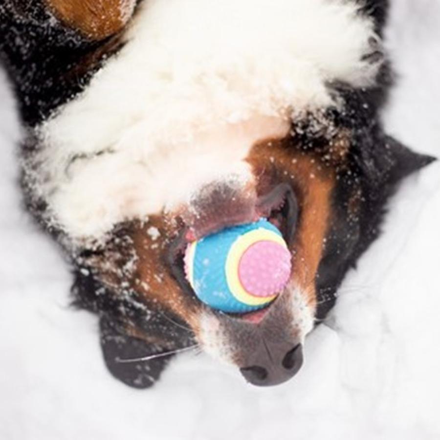 PLATZ(ペット) 犬 ボール おもちゃ ドッグトイ カラフル 五感 PLATZ(ペット) 犬 ボール おもちゃ ドッグトイ カラフル 五感