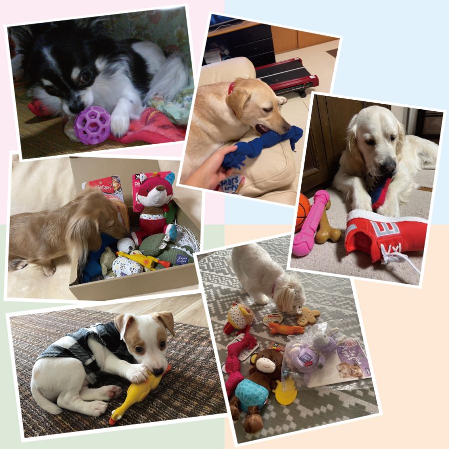 犬用のおもちゃ 犬用おもちゃ Hartz デンタルボーン ソフトタイプSサイズ