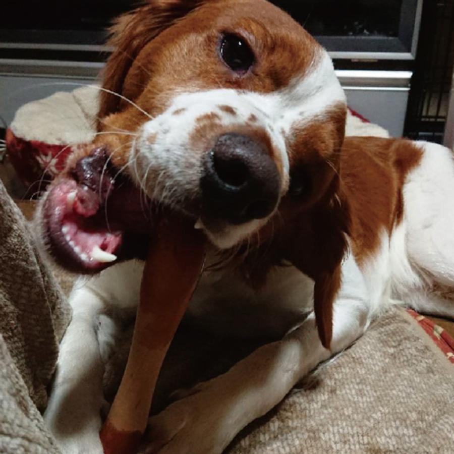 PLATZ 犬 おもちゃ 木製 ドッグトーイ 梨の木 デンタル ストレス解消