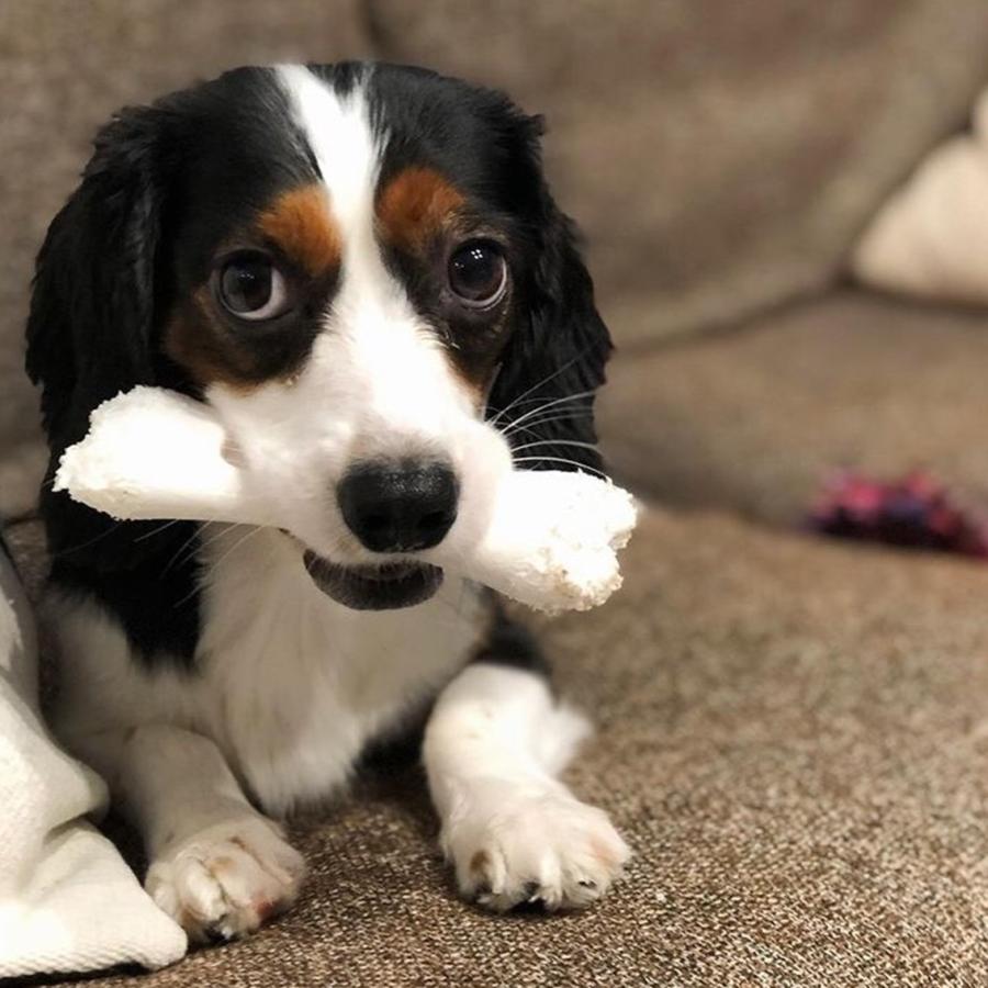 JW PET デンタル デンタルトイ 硬い 噛 み心地 ナイロン