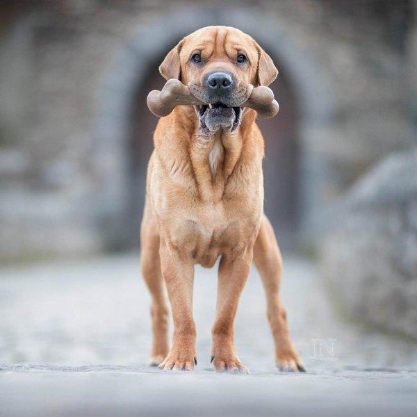 犬 おもちゃ オモチャ 壊れない はみがき 噛む 大型犬 恐竜 骨型 長持ち プラッツ Platz ダイナソー ウッドバークボーン L Pq Free Bird Yahoo 店 通販 Yahoo ショッピング