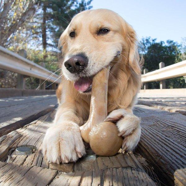 犬 おもちゃ オモチャ 壊れない はみがき 噛む 中型犬 恐竜 骨型 長持ち プラッツ PLATZ ダイナソー ウッドバークボーン М｜freebirdcorp｜04