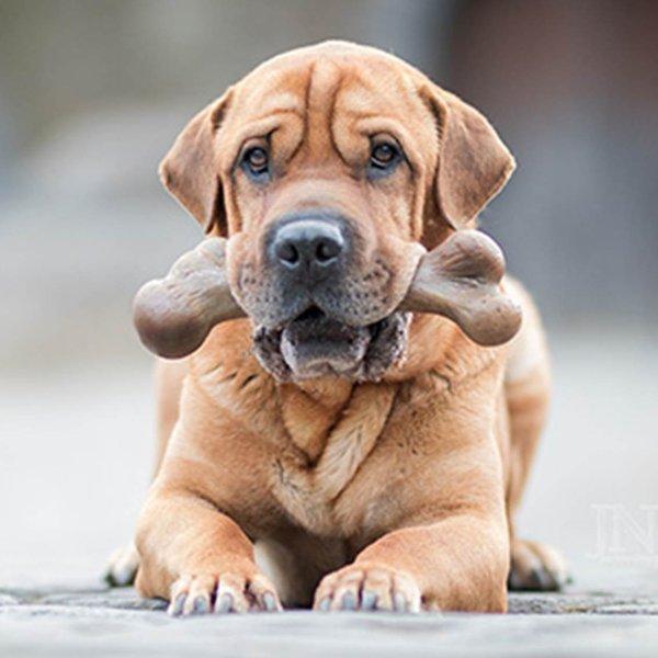 犬 おもちゃ オモチャ 壊れない はみがき 噛む 中型犬 恐竜 骨型 長持ち プラッツ Platz ダイナソー ウッドバークボーン M Pq Free Bird Yahoo 店 通販 Yahoo ショッピング