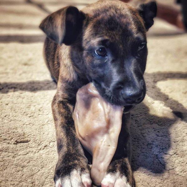 犬 おもちゃ オモチャ 壊れない はみがき 噛む ブタ耳 豚 骨型 長持ち プラッツ Platz ピッグイアー L Pq Free Bird Yahoo 店 通販 Yahoo ショッピング