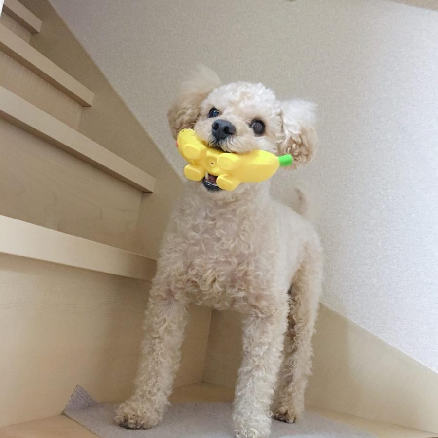 PLATZ 犬 おもちゃ ドッグトイ ラテックス スクイーカー やわらかい