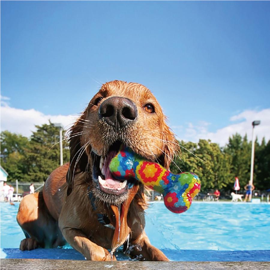 PLATZ 犬 おもちゃ ドッグトイ 頑丈 丈夫 TPE 安心 安全 ポップ 楽しい