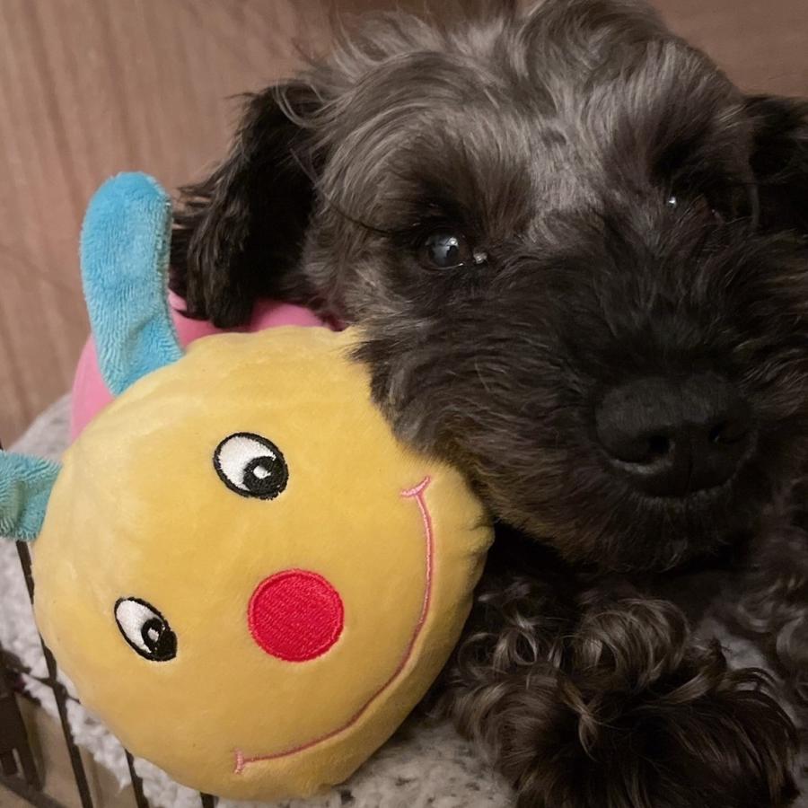 PLATZ ぬいぐるみ いも虫 おもちゃ やわらかい スクイーカー 仔犬 成犬