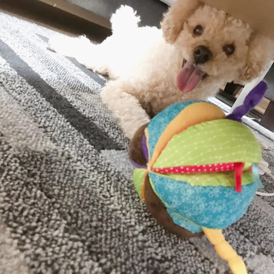 PLATZ（ペット） ボール おもちゃ やわらかい スクイーカー