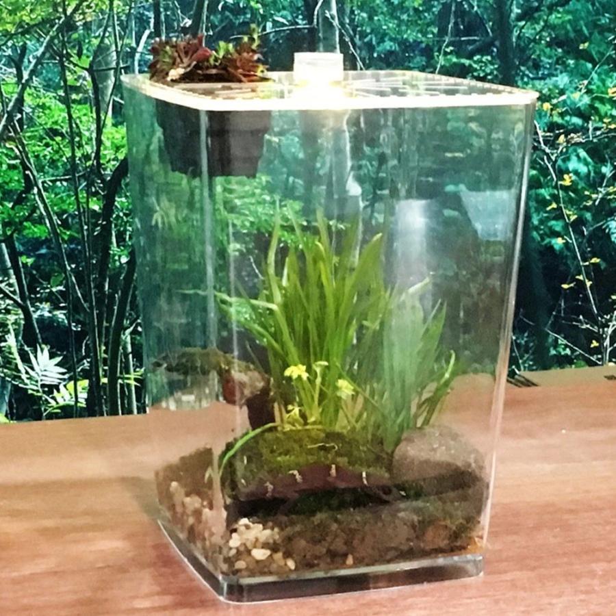 ケージ 爬虫類 水槽 透明 アクリル ペット テラリウム トカゲ カメレオン 21 5 17 5 29 5cm 虫かご 飼育ケース Comprala Com Ar
