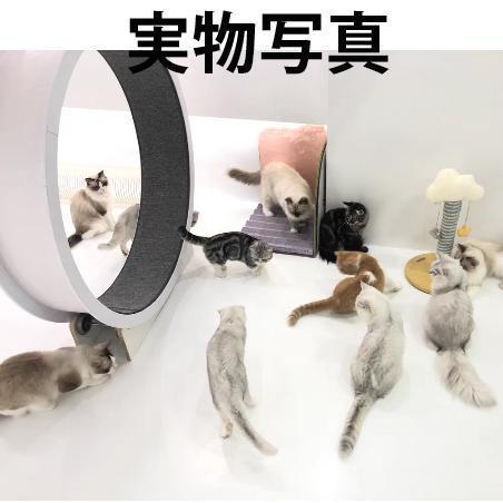 キャットホイール 猫の車輪 猫の回し車 猫のトレッドミルの車輪 猫のエクササイズホイール 猫ローラー ペット用トレッドミル 歩く猫フィットネス 猫のおもちゃ キャットホイール 猫の車輪 猫の回し車 猫のトレッドミルの車輪 猫のエクササイズホイール 猫ローラー ペット用トレッドミル 歩く猫フィットネス 猫のおもちゃ