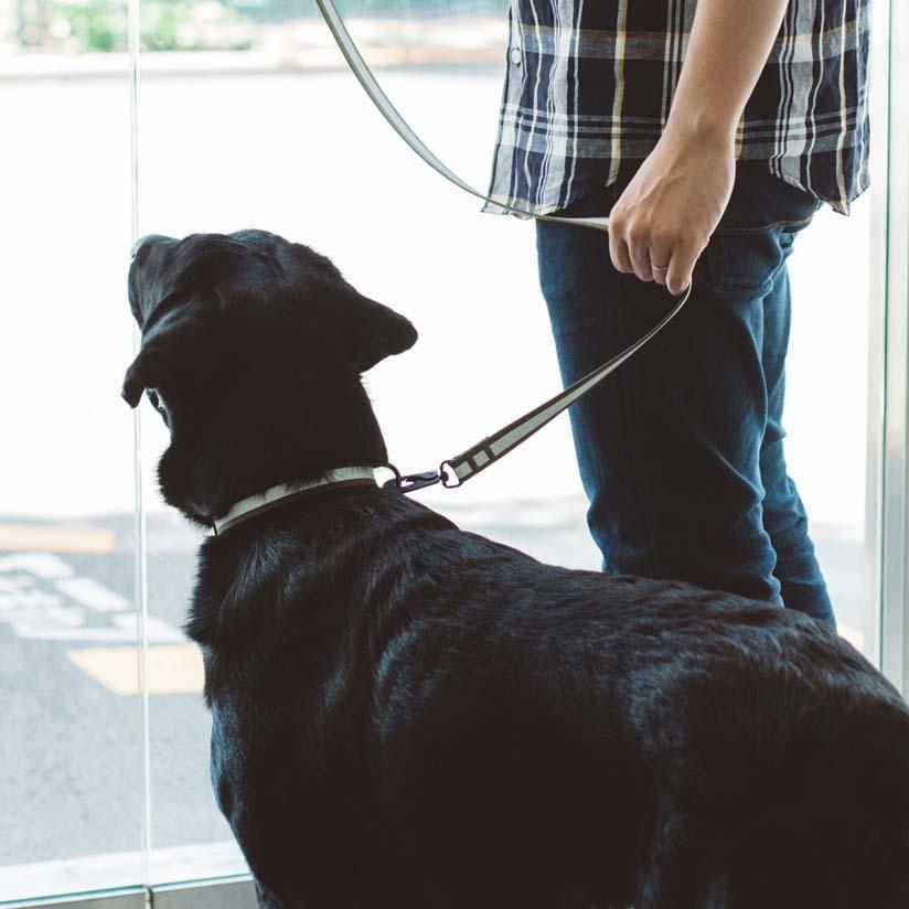 フリーステッチ　freestitch リフレクティブ リード L 犬　散歩 Amazon | フリーステッチ freestitch リフレクティブ リード L