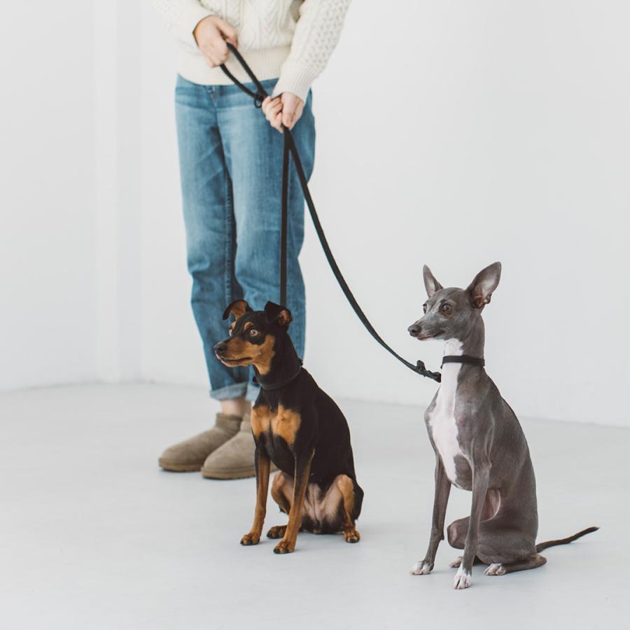 カブトガニ 脱皮殻 約40cm 超美品 カブトガニの脱皮（4回目） – 水槽