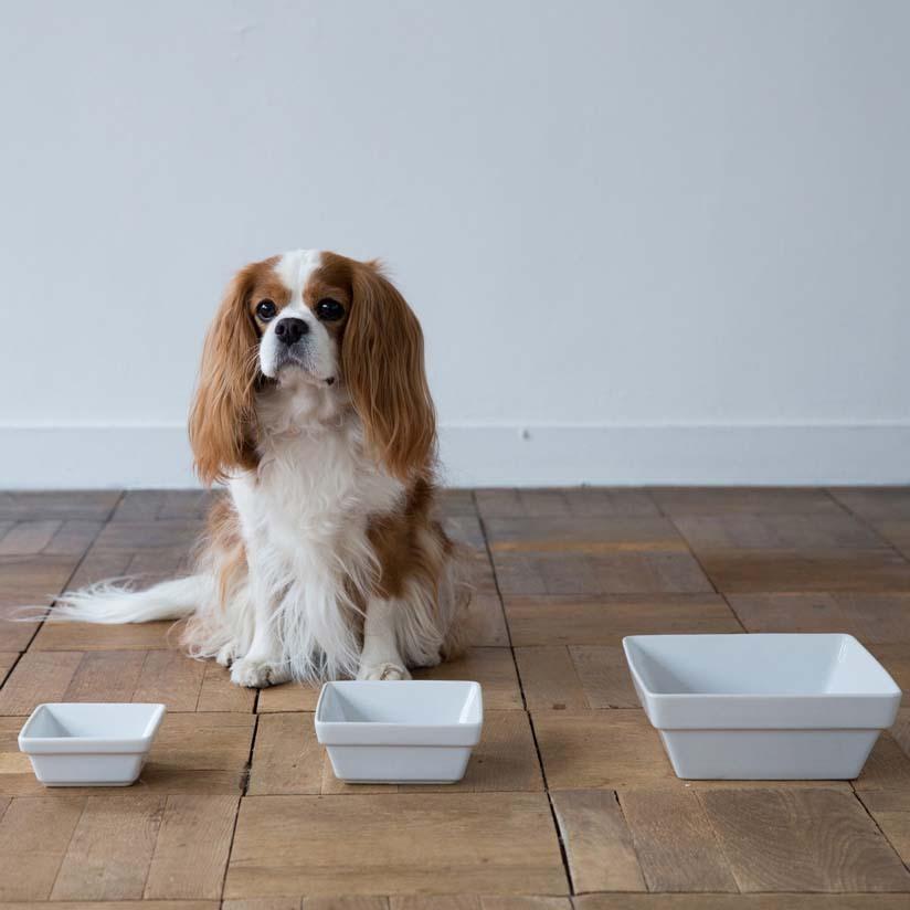 MESHIDAI MUKU BOWL M REPLUS リプラス メシダイ ムク 犬 ドッグ 