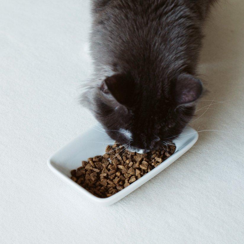 SARANEKO MUKU Height サラネコ ムク ハイ REPLUS リプラス　メシダイ　ゴハン　フードボウル　foodbowl neko 猫　ねこ　キャット_5