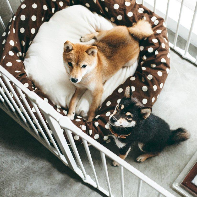 犬 ケージ 犬用 ペットサークル スカンジナビアンペットケージ 犬 ケージ 犬用 ペットサークル スカンジナビアンペットケージ