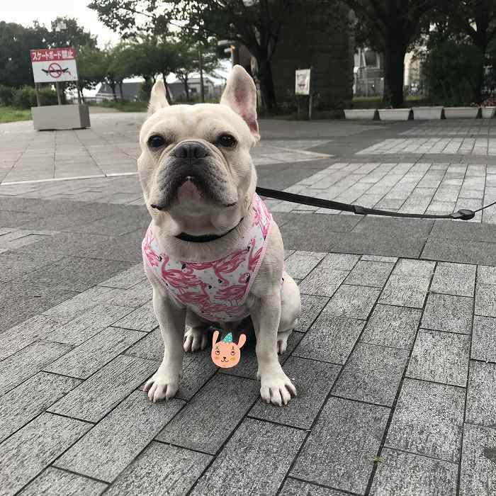 犬 服 夏 タンクトップ フレブルピンク フラミンゴ フレンチ