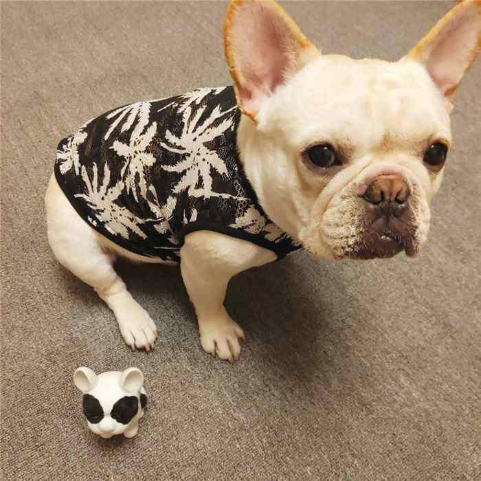 犬 服 フレブル メッシュタンクトップ フレンチブルドッグ 犬服 ドッグ