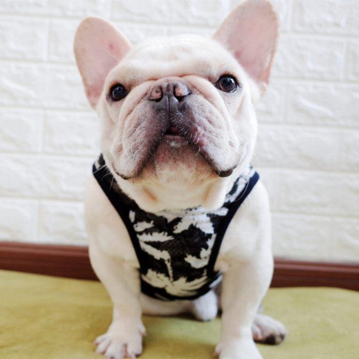 犬 服 フレブル メッシュタンクトップ フレンチブルドッグ 犬服 ドッグ