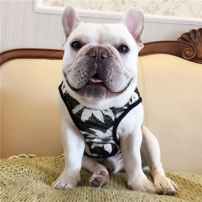 犬 服 フレブル メッシュタンクトップ フレンチブルドッグ 犬服 ドッグ